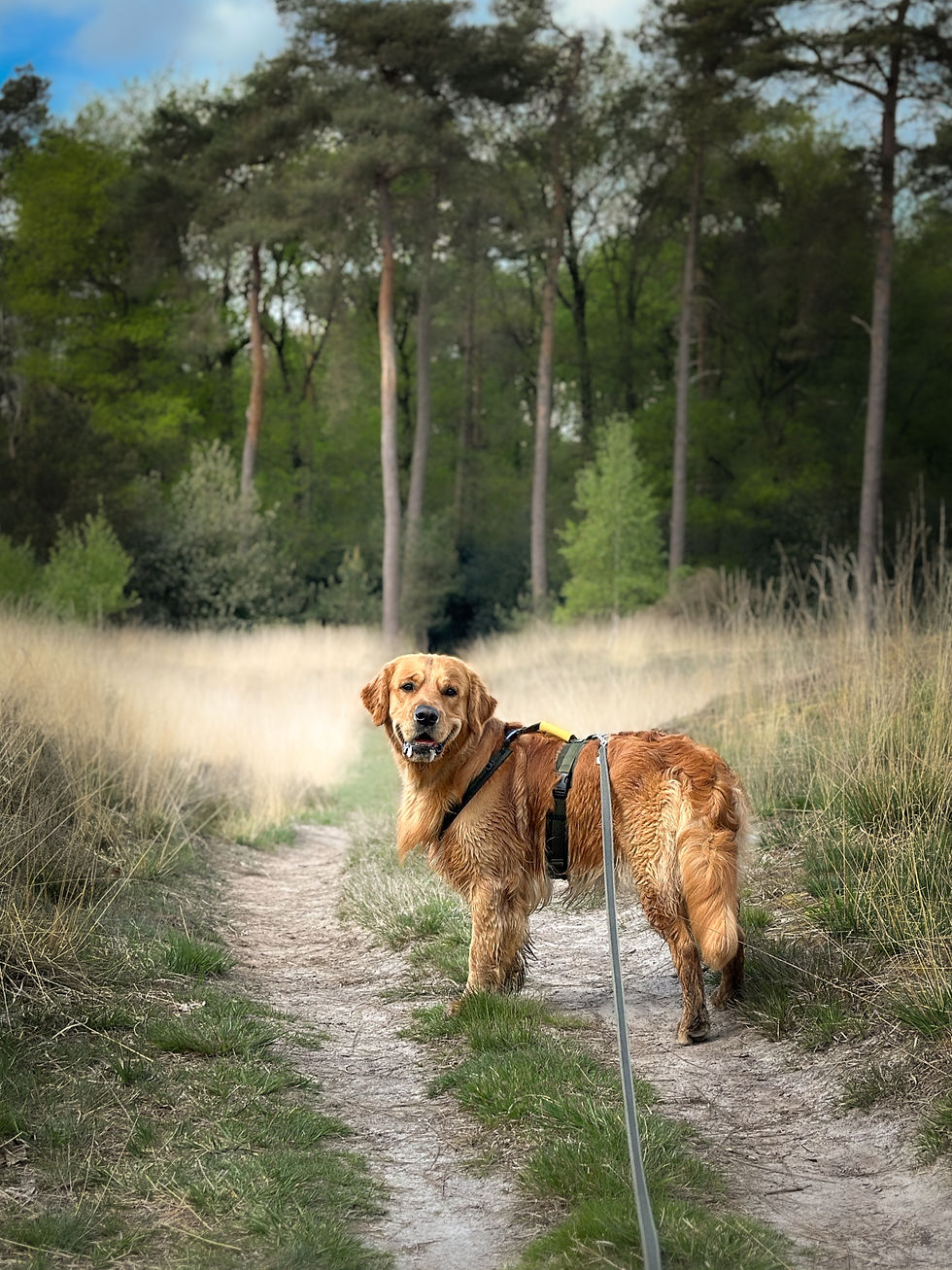 Koelevaartsveen