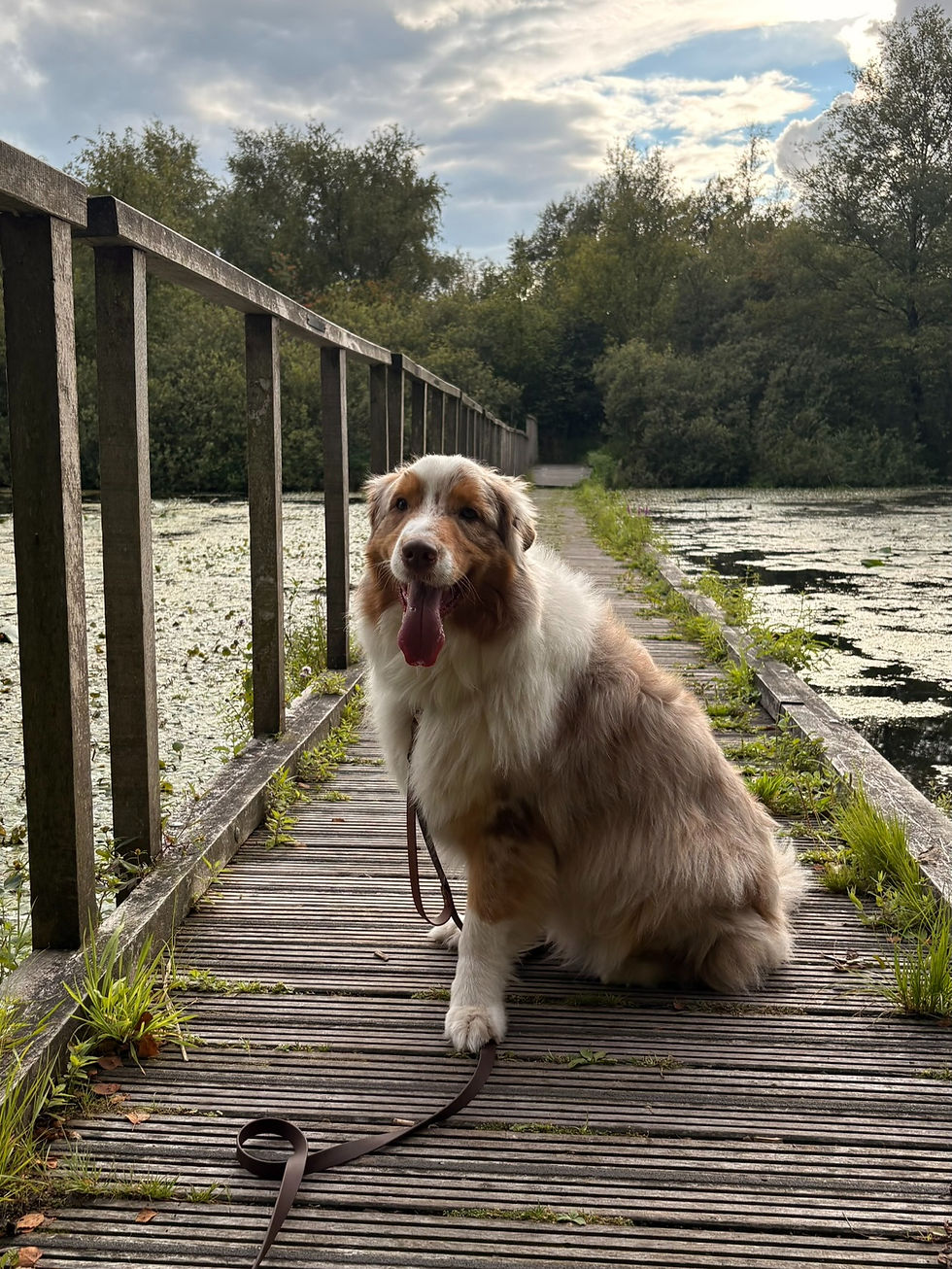 Hond op drijvend vlonderpad