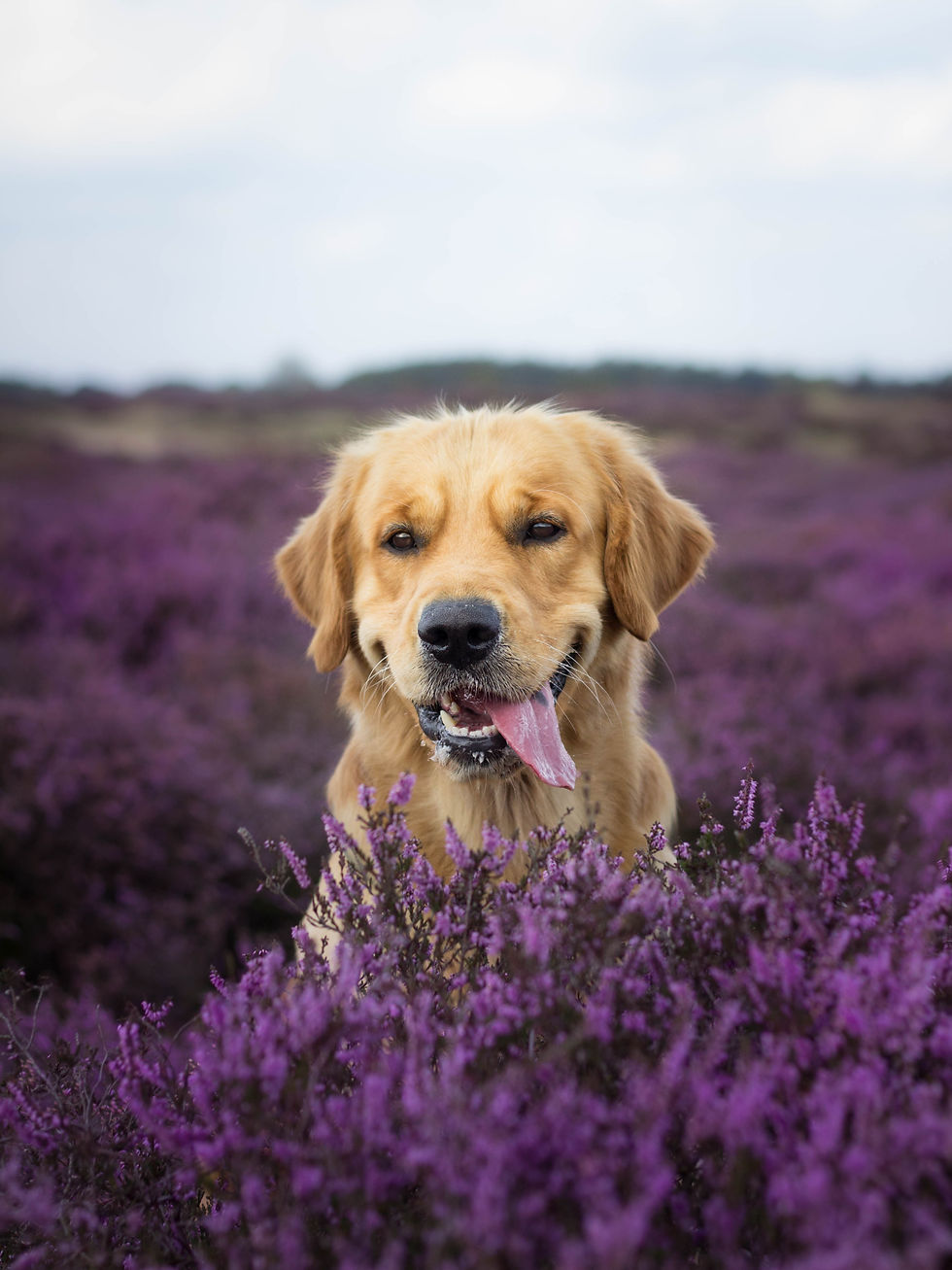 Boswachterspad Ballooërveld