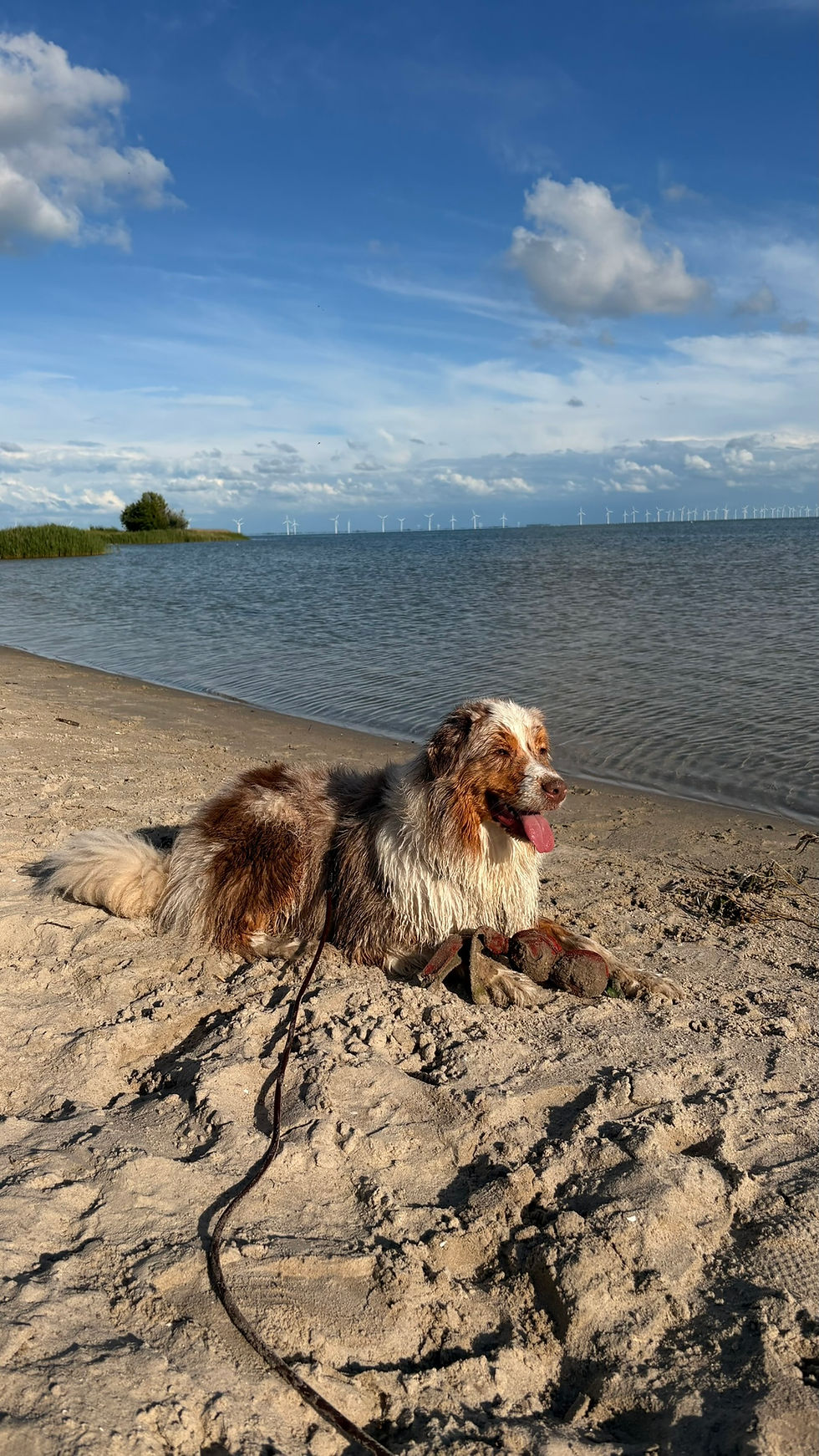 Hond op het strand