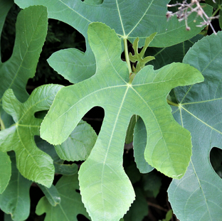 3rd Sunday of Lent,      Sunday 20th March 2022    