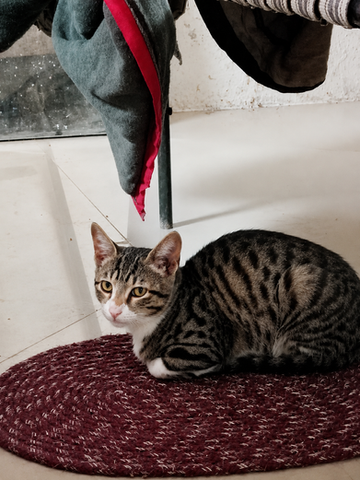 The cat at Avivaan farm