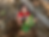 vaanu planting.png