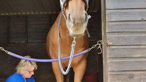Bodywork for the Sensitive Horse