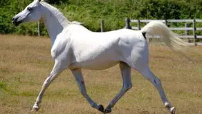Beyond the physical: Supporting the emotional life of horses