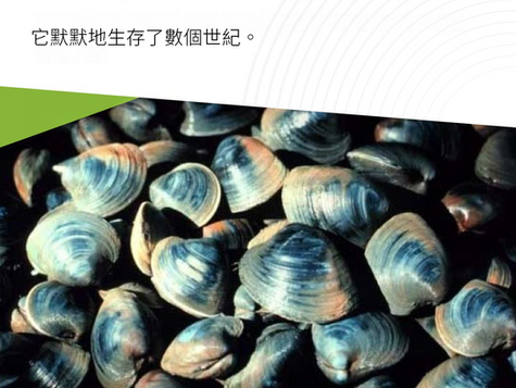🐚 507年。一段獨一無二嘅生命。