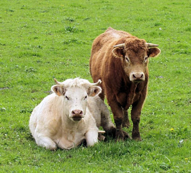 vaca