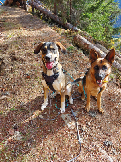 Tagesbetreuung für Hunde im Burggrafenamt bei Haus der Hunde im Ultental