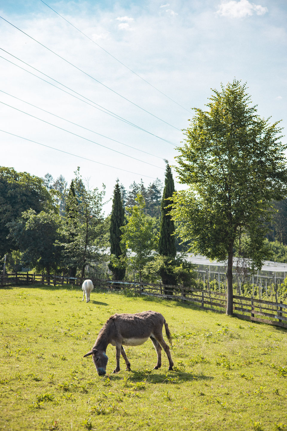 Ferienwohnungen für Familien mit Schwimmbad Hoferhof in Völlan