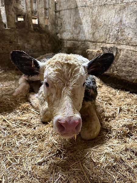 Ferienwohnungen auf dem Bauernhof Riemhof