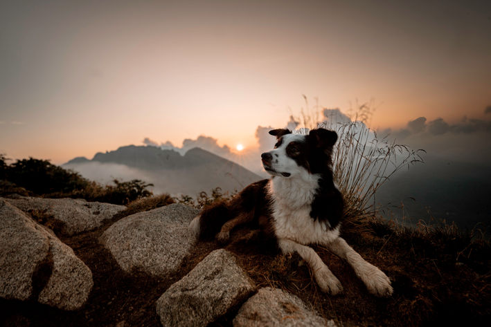 Sonnenaufgang Weisshorn mit Hund