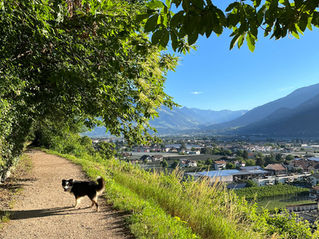Brandiswaalweg mit Hund in Lana, Südtirol