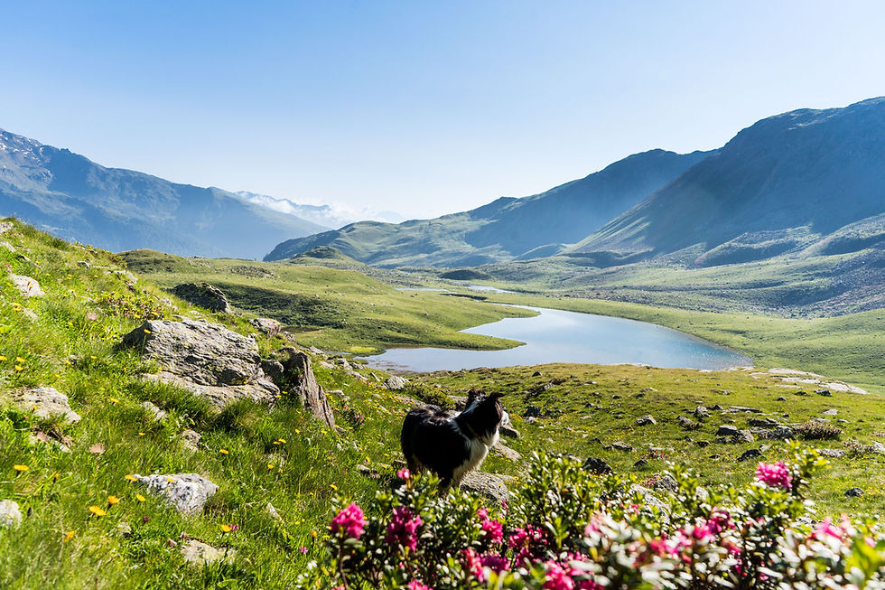 Hundefreundliche Berg- und Badeseen in Südtirol