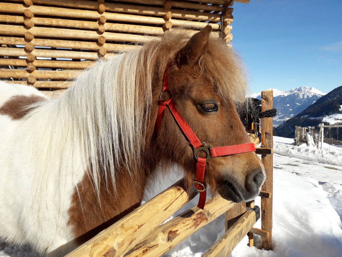 Obereggerhof_Urlaub_Bauernhof_Pankraz_Ultental_Meran_Ferien-42.jpg