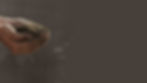 201222_IntroSeite_Elemente_2.jpg