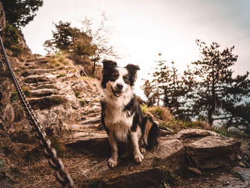 Früh morgens am Vellauer Felsenweg – mit Hund unterwegs in Meran & Umgebung 