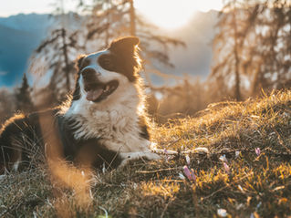 Wanderungen im Frühling mit Hund Südtirol