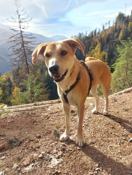 Tagesbetreuung für Hunde im Burggrafenamt bei Haus der Hunde im Ultental