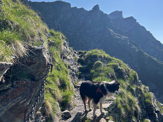Hochgangscharte mit Hund – Ja oder Nein? Wandern im Naturpark Texelgruppe