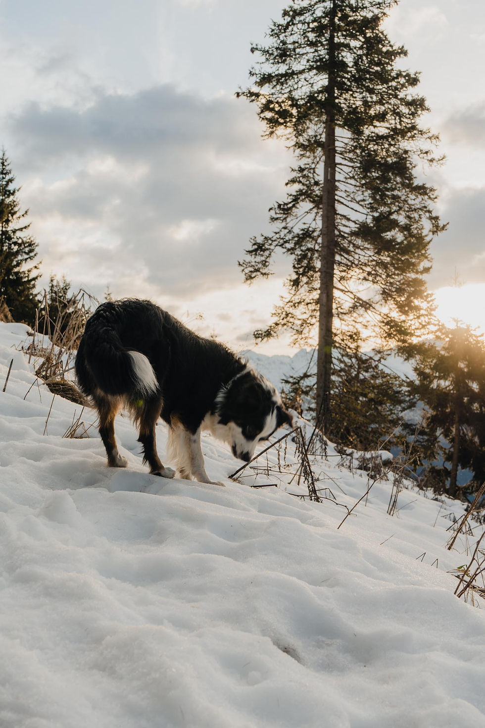 Egger Grub Alm mit Hund im Winter Passeiertal