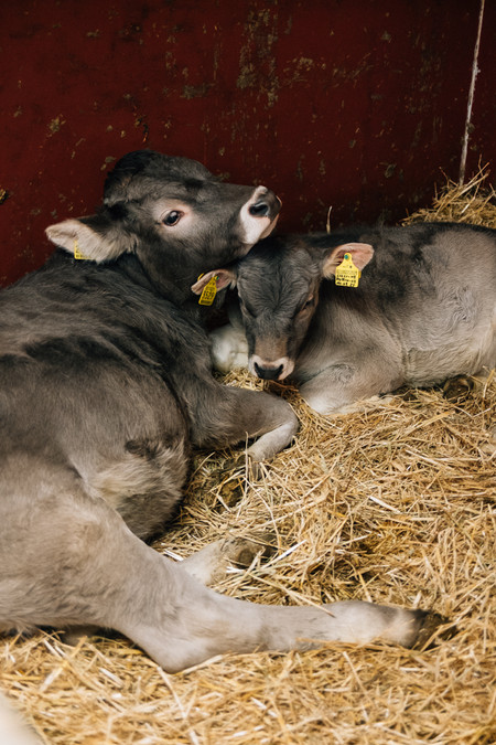 Unterschweighof Ferienwohnungen und Hofkäserei Biohof Ultental