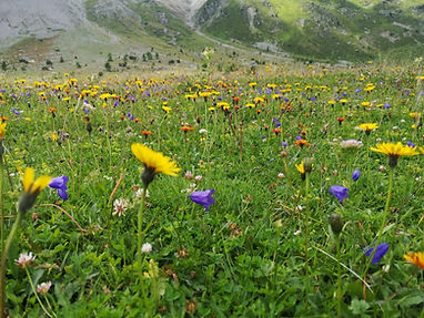 Prati-Fioriti_Blumenwiesen-Südtirol_2024-IMG_20230716_130624 Large.jpeg