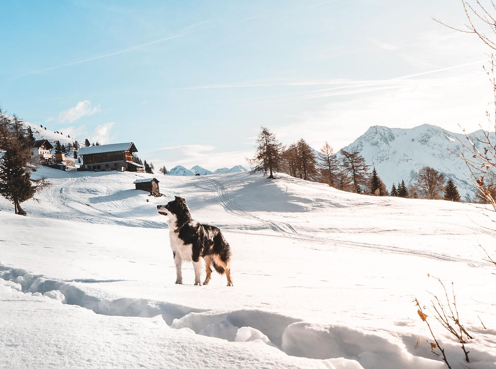Wanderung mit Hund zur Egger Grub Alm in Stuls, Passeiertal