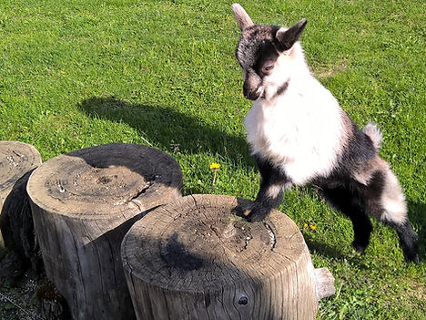 Tiere_Oberhof_Ultental_Urlaub_auf_Bauernhof_Ulten_Hof_16.jpg