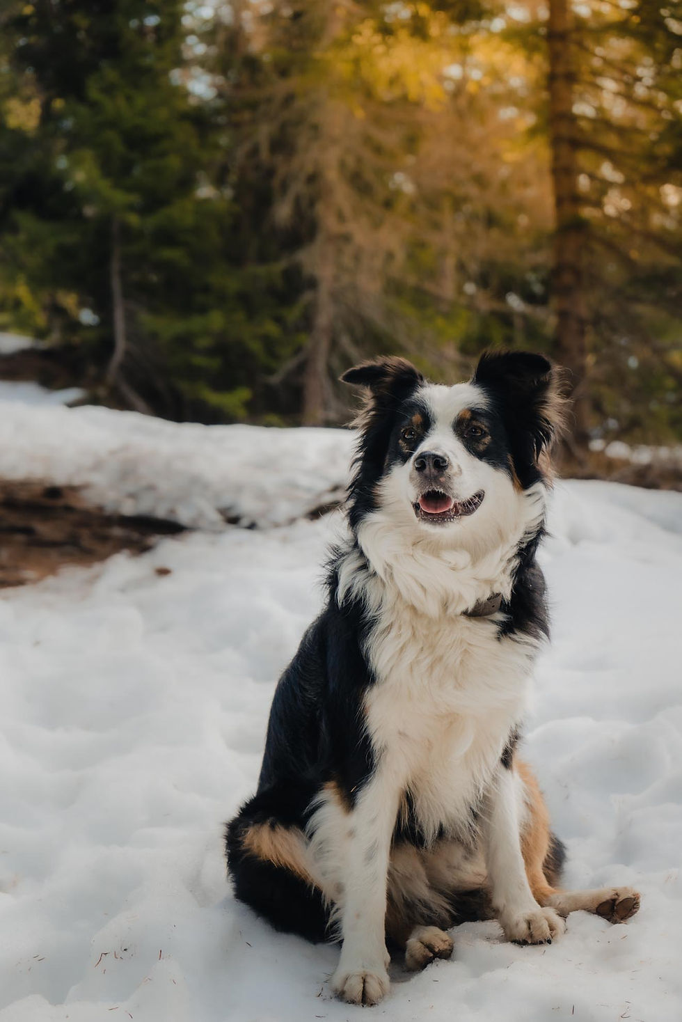 Egger Grub Alm mit Hund im Winter Passeiertal