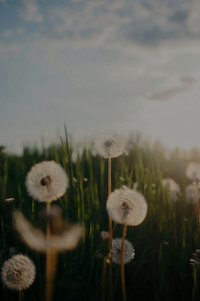 Dandelions in a field with soft sunlight._edited.jpg