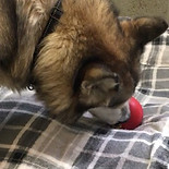 Dog playing with donated Kong toy. 