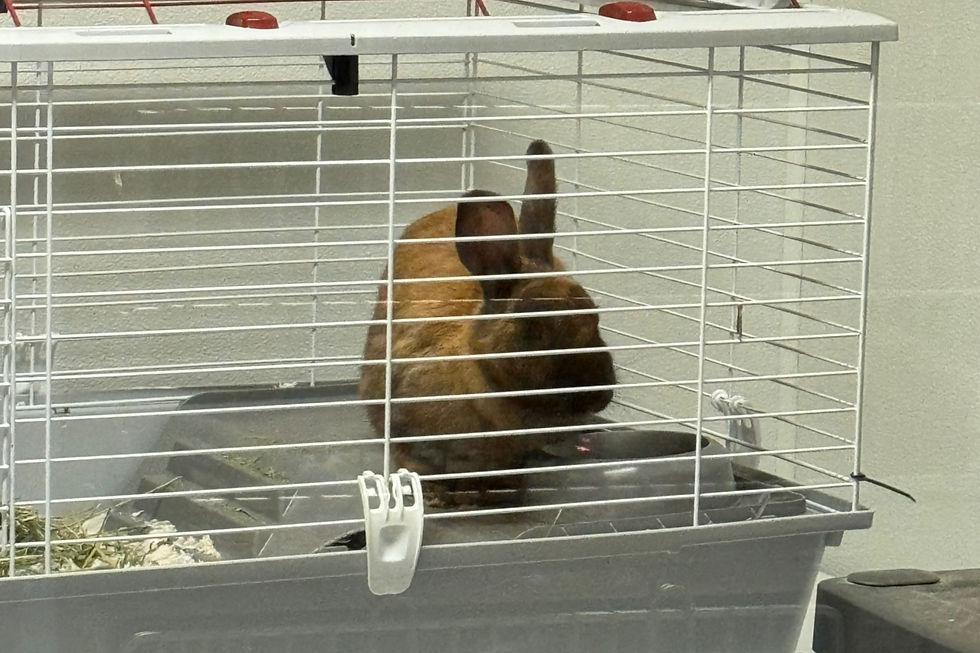 animal groups journeys Sunday