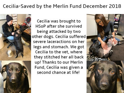Cecilia's Merlin Fund Story