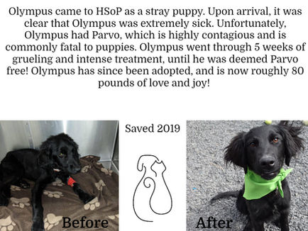Olympus' Merlin Fund Story