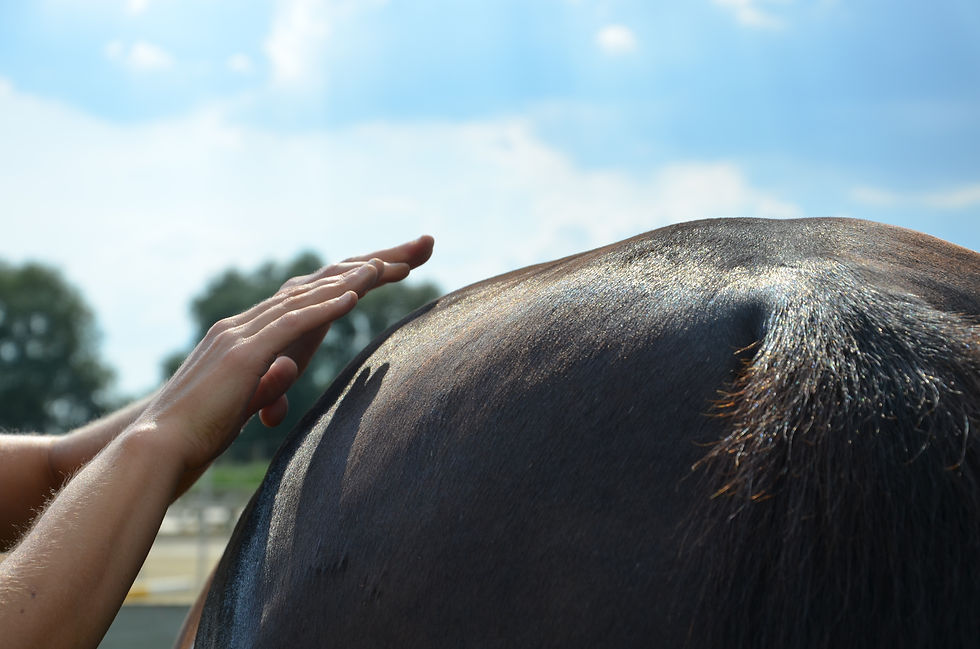 Masseur équin - Massage cheval