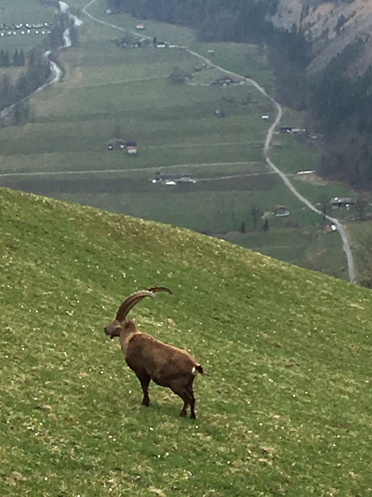 Steinbock Pfengi