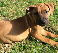Adorable brown puppy relaxing on green grass