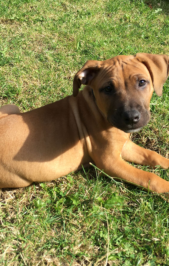 Adorable brown puppy relaxing on the grass