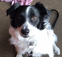 Black and white Border Collie dog sitting down looking at the camera.