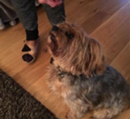Woman feeding a Yorkshire Terrier teats as it's sitting down looking up at her.