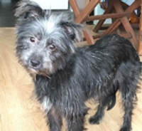 Adorable black and gray small dog standing up.