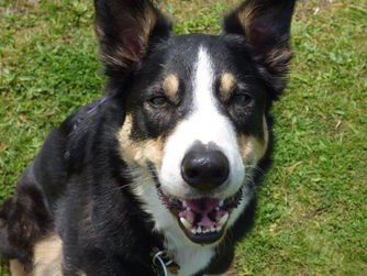 THE IMPORTANCE OF LISTENING TO DOGS & PEOPLE WITH ‘BOTH EARS’
