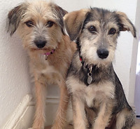 Two adorable mixed-breed puppies sitting together