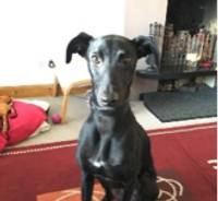 Black greyhound/lurcher dog sitting on red rug