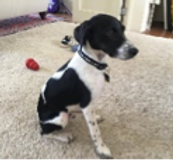 Black and white dog sitting on rug. Showing the side profile of the dog.