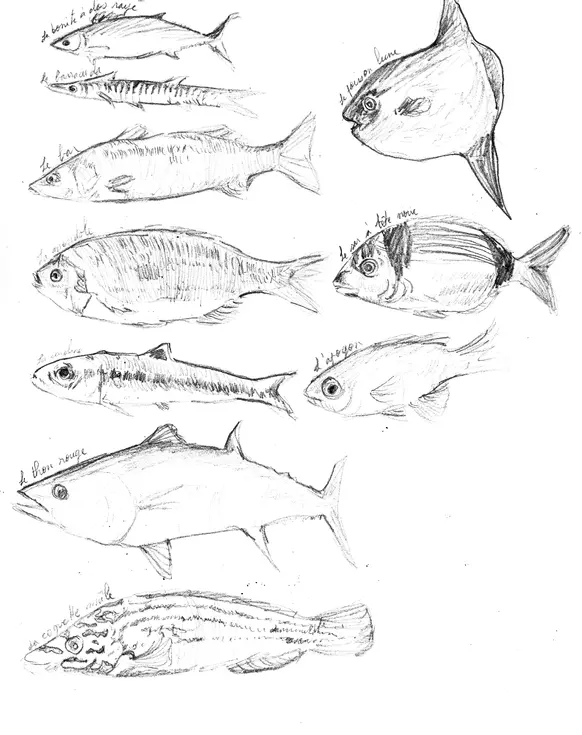 dessins de poissons au crayons de papier croquis