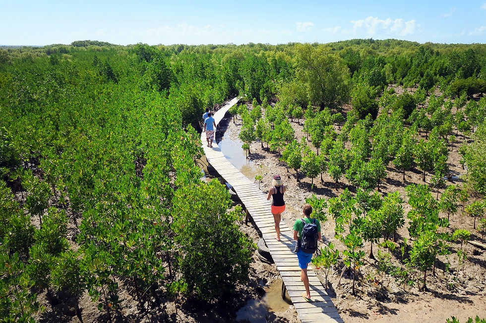 mangrove-boardwalk.jpg