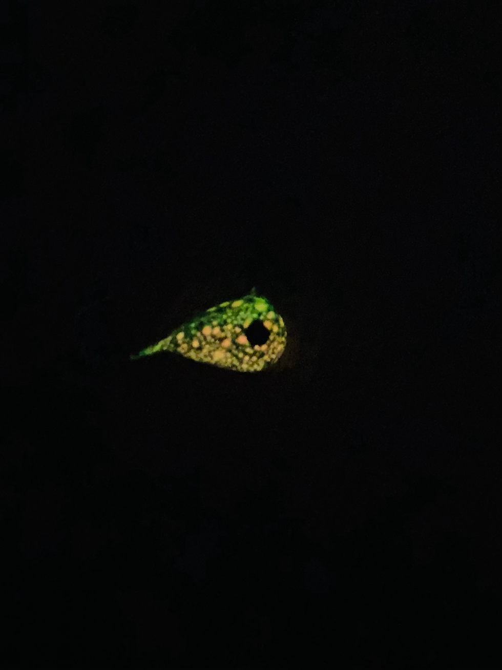 Thumbnail: Pink Python 