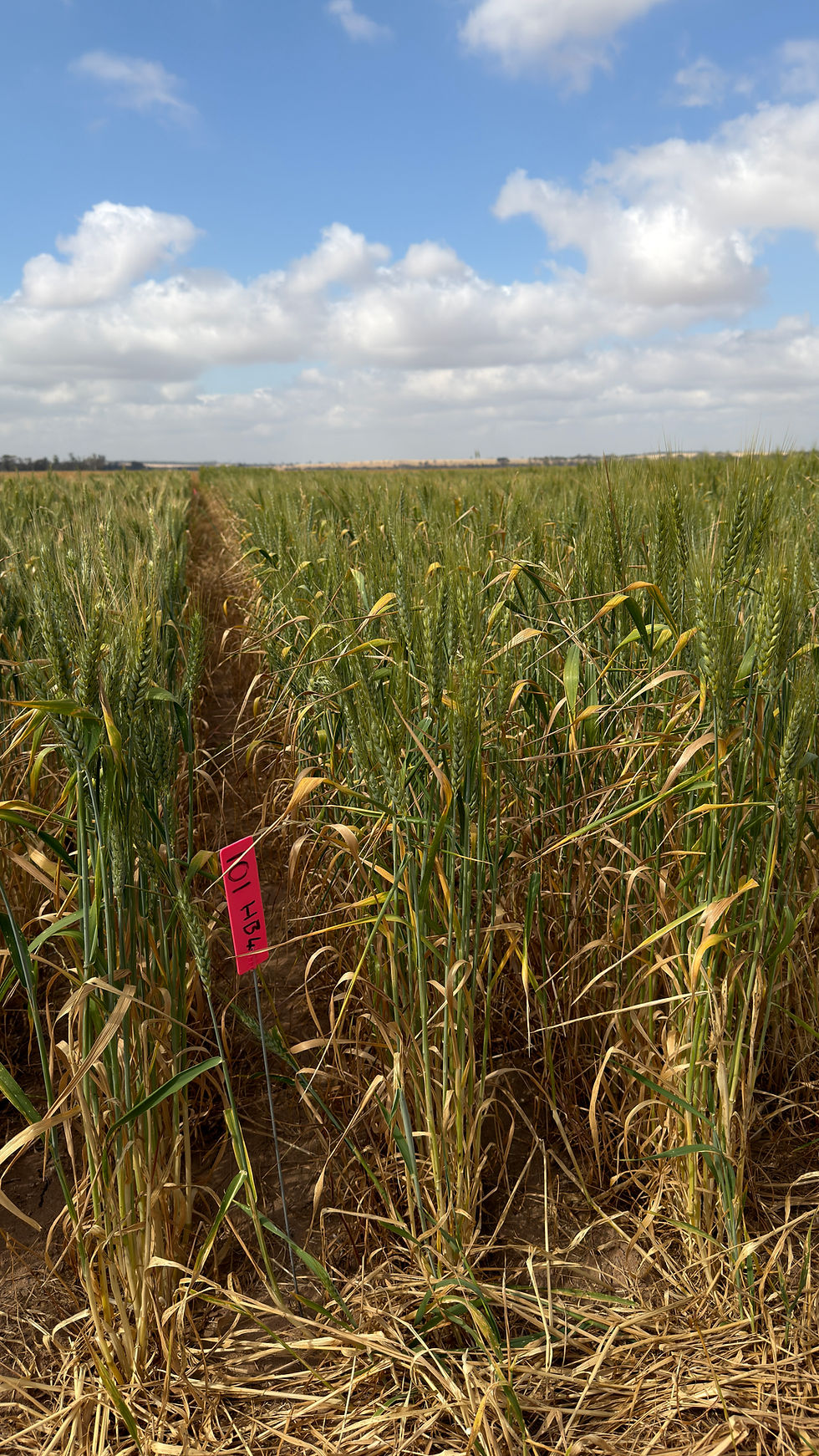 Wheat trial.jpg