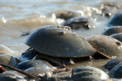Limulus_polyphemus_horseshue_crab_on_coast.jpg